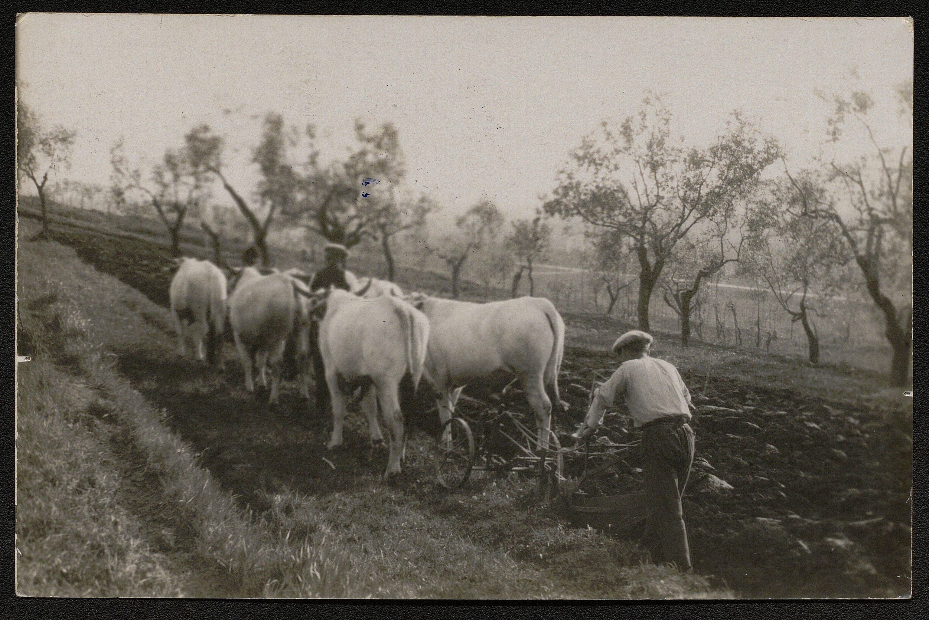 Aratura campi (positivo) di Pachò, Lodovico (prima metà XX)