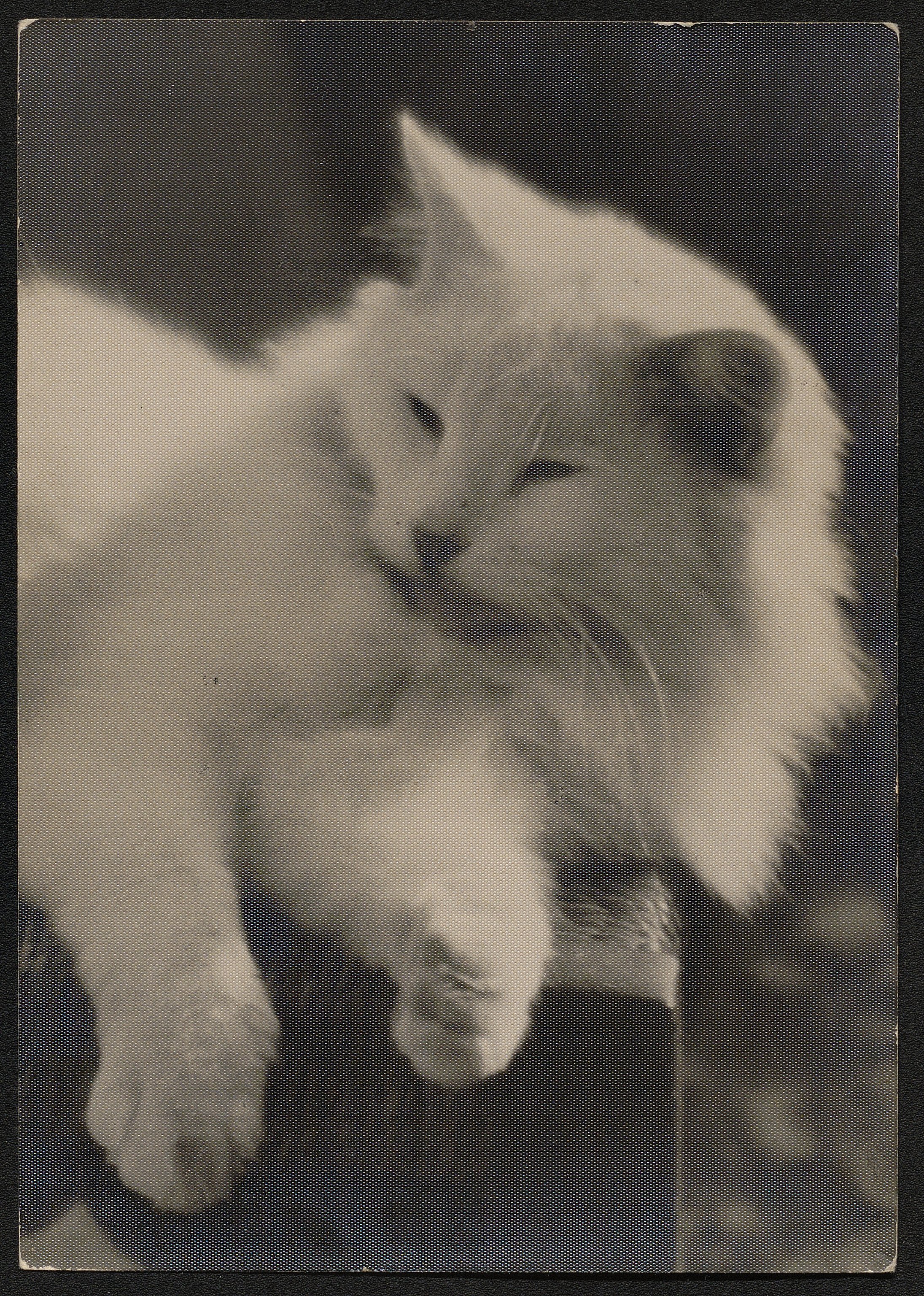 Animali (positivo) di Pachò, Lodovico (prima metà XX)