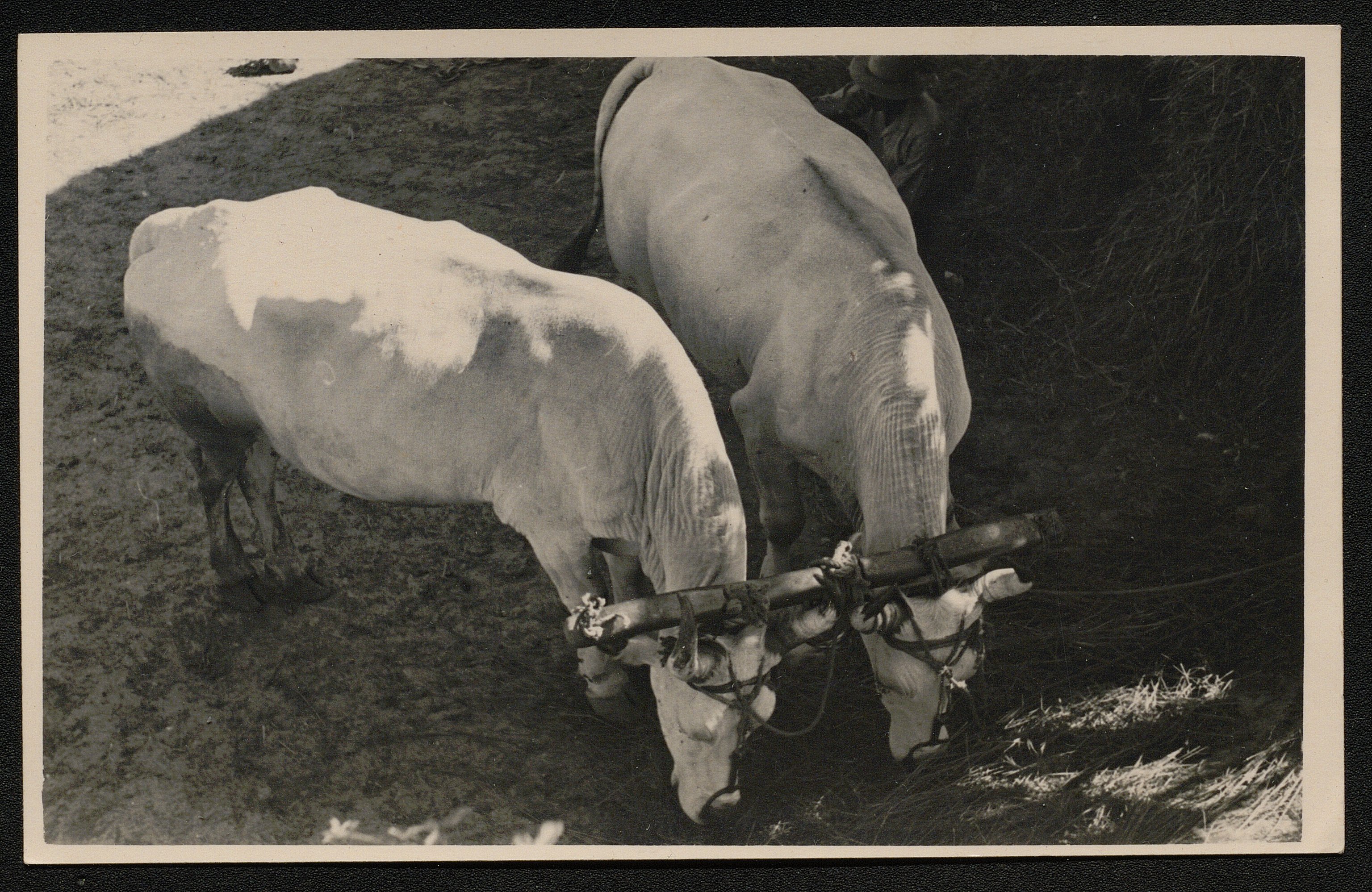 Animali (positivo) di Danti, F (prima metà XX)