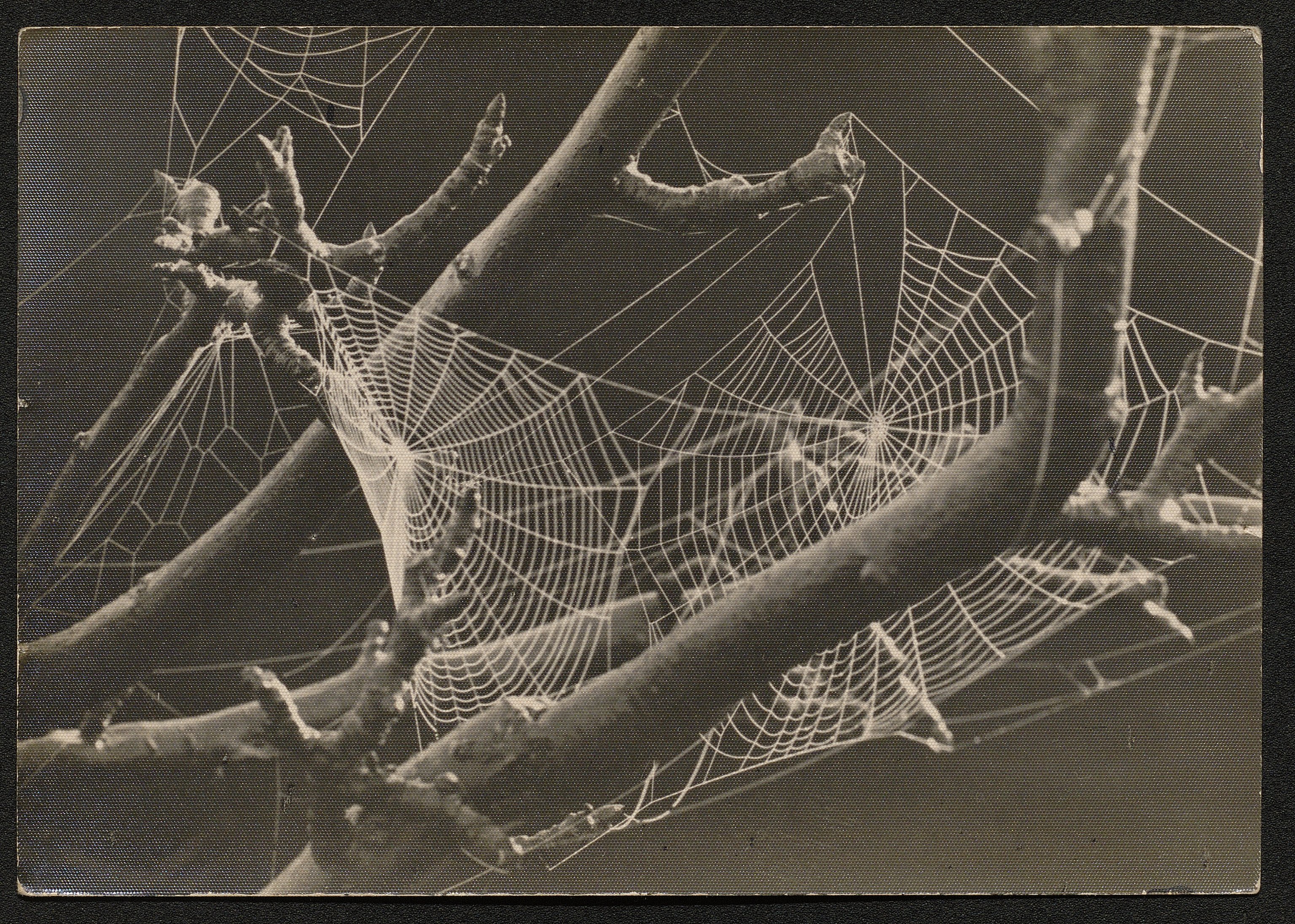 Ragnatele (positivo) di Balocchi, Vincenzo (prima metà XX)