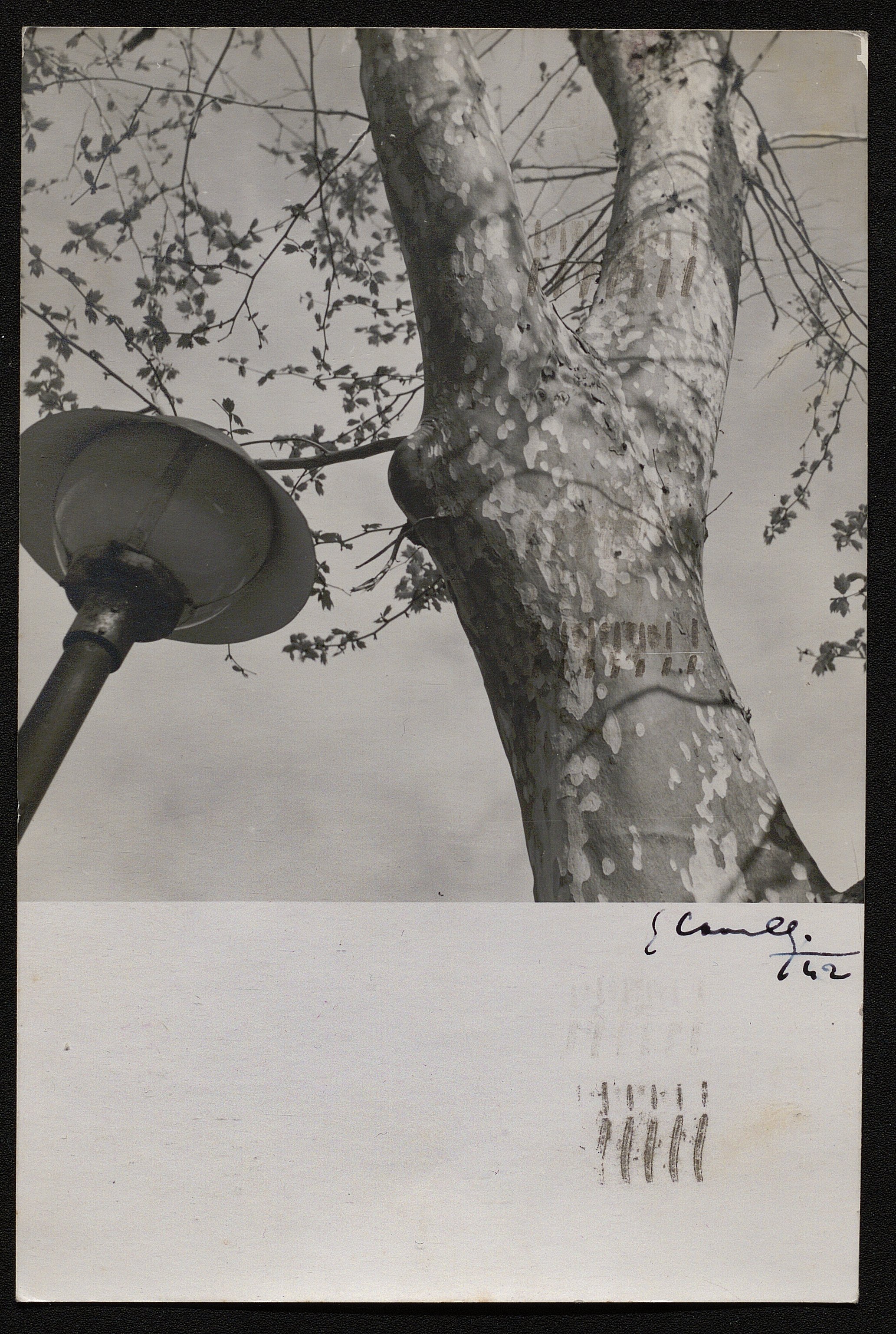 Lampioni (positivo) di Cavalli, giuseppe (prima metà XX)