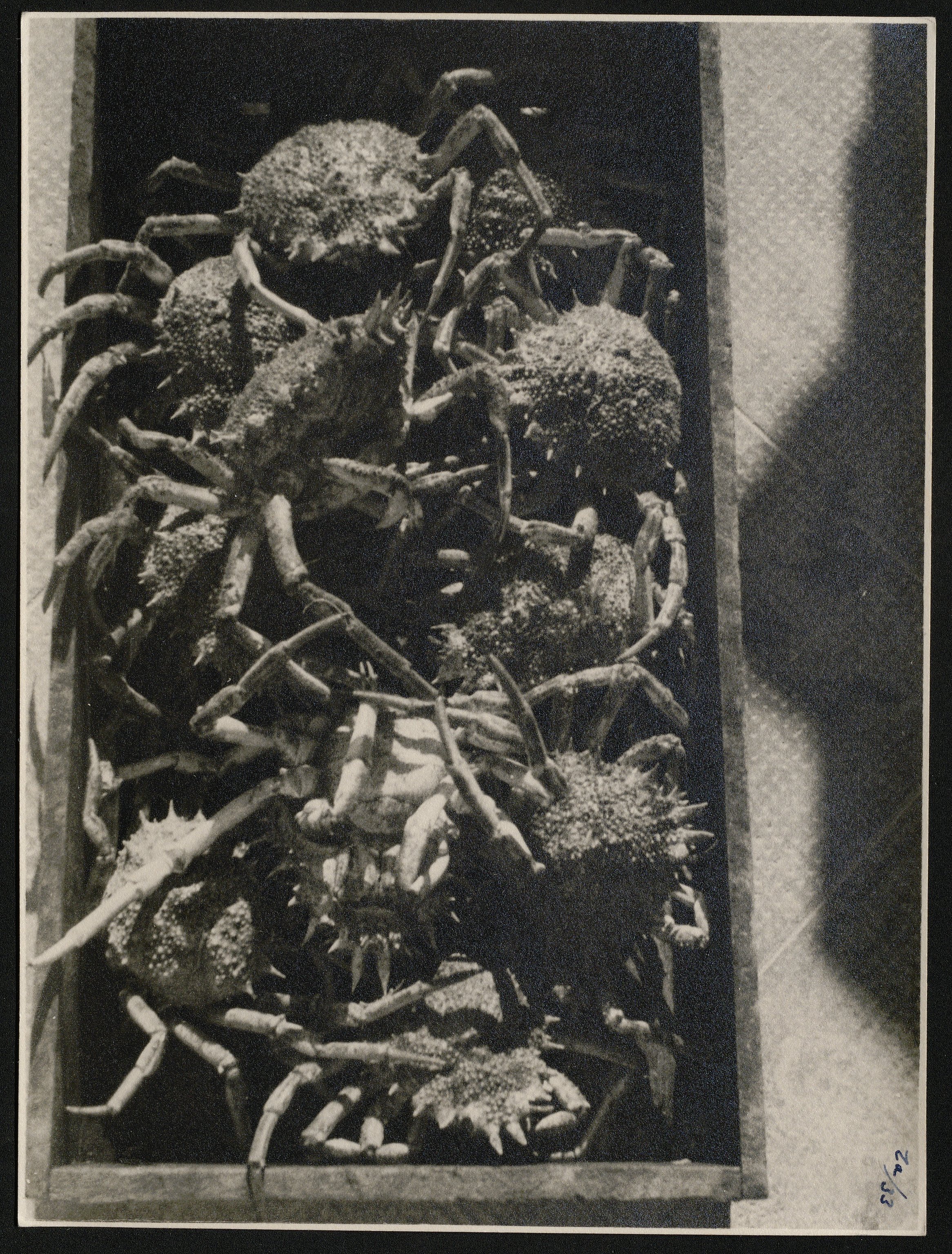 Bancarelle (positivo) di Balocchi, Vincenzo (prima metà XX)