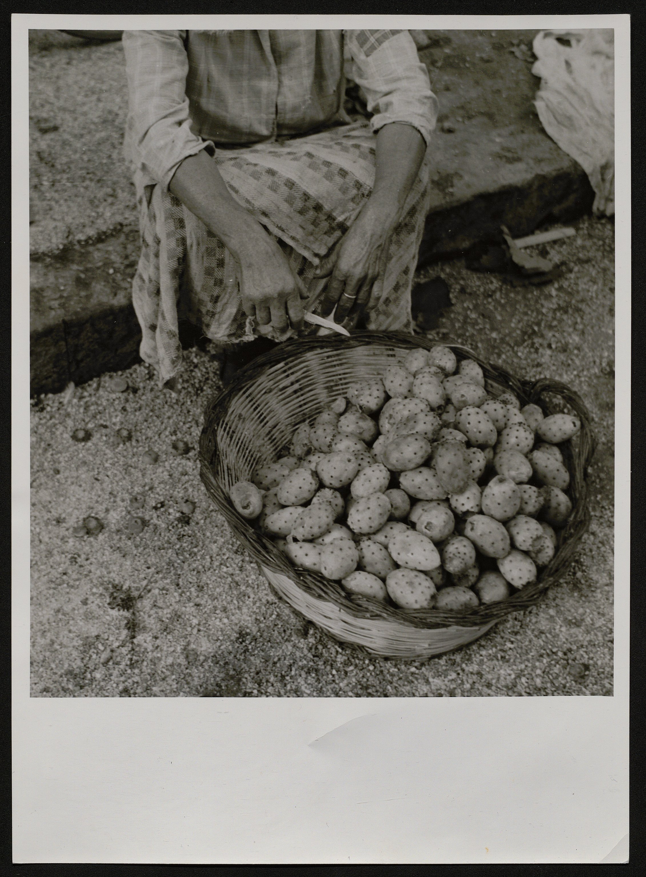 Fichi (positivo) di Balocchi, Vincenzo (prima metà XX)