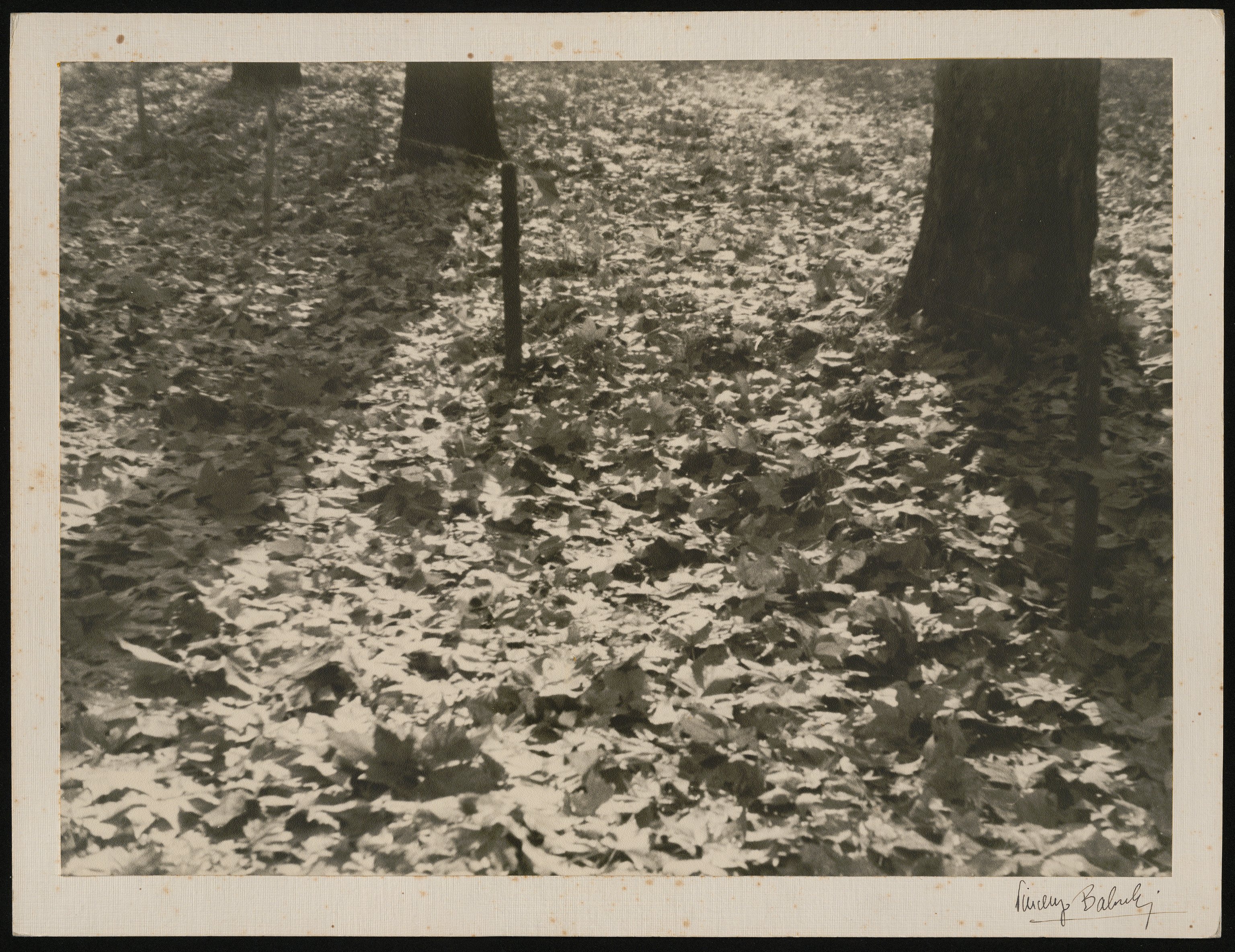 Autunno (positivo) di Balocchi, Vincenzo (prima metà XX)