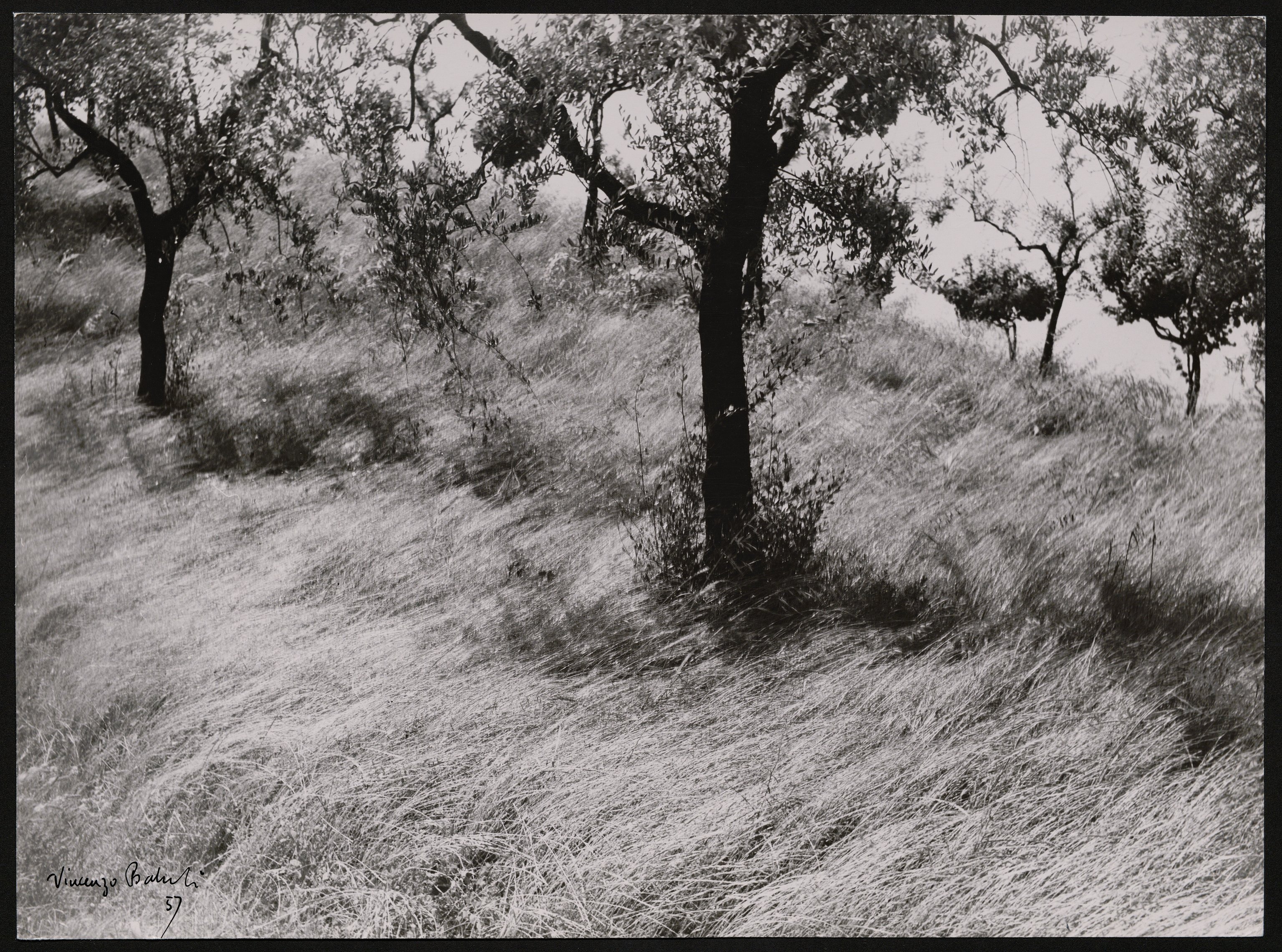 Uliveti (positivo) di Balocchi, Vincenzo (seconda metà XX)