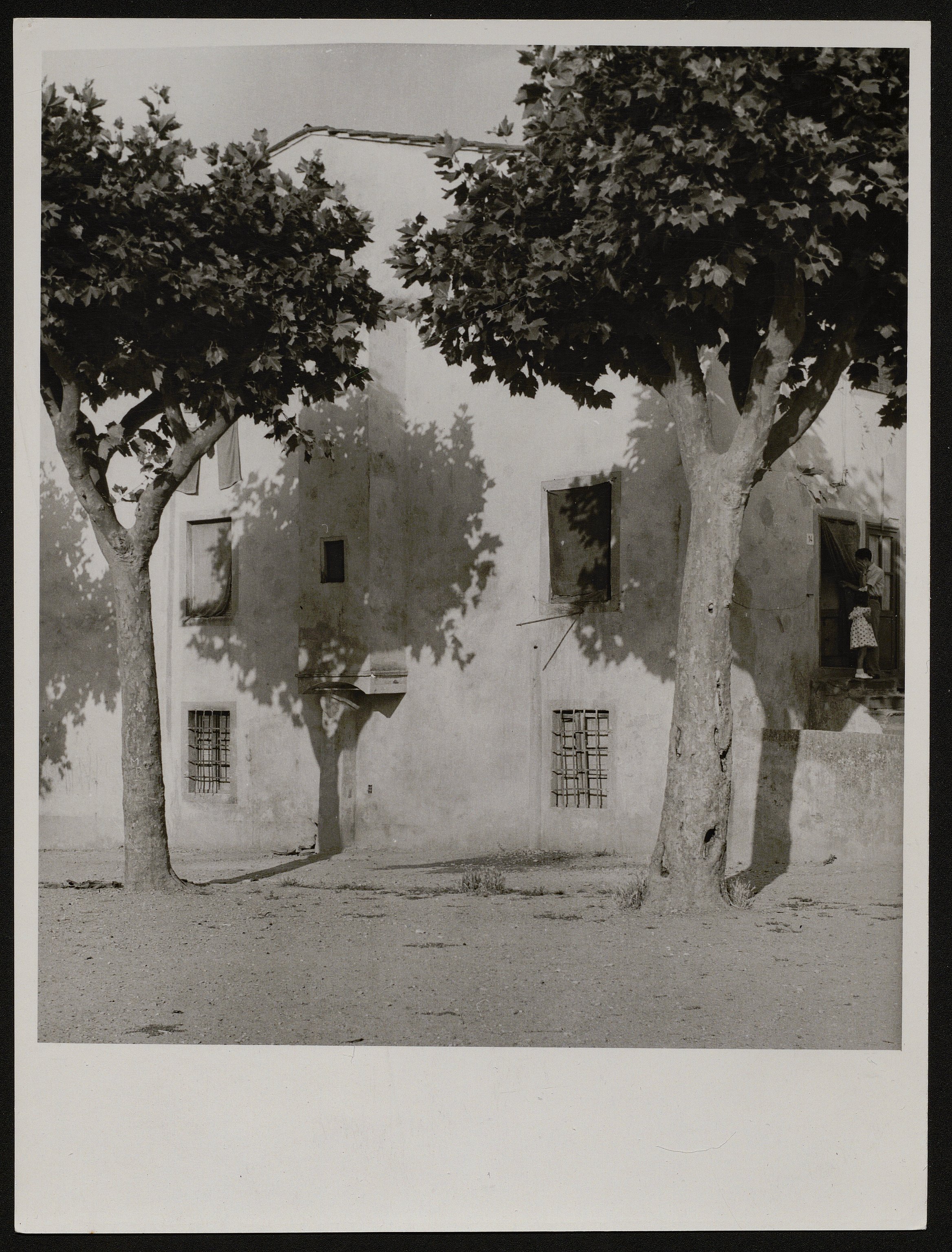 Alberi (positivo) di Balocchi, Vincenzo (seconda metà XX)