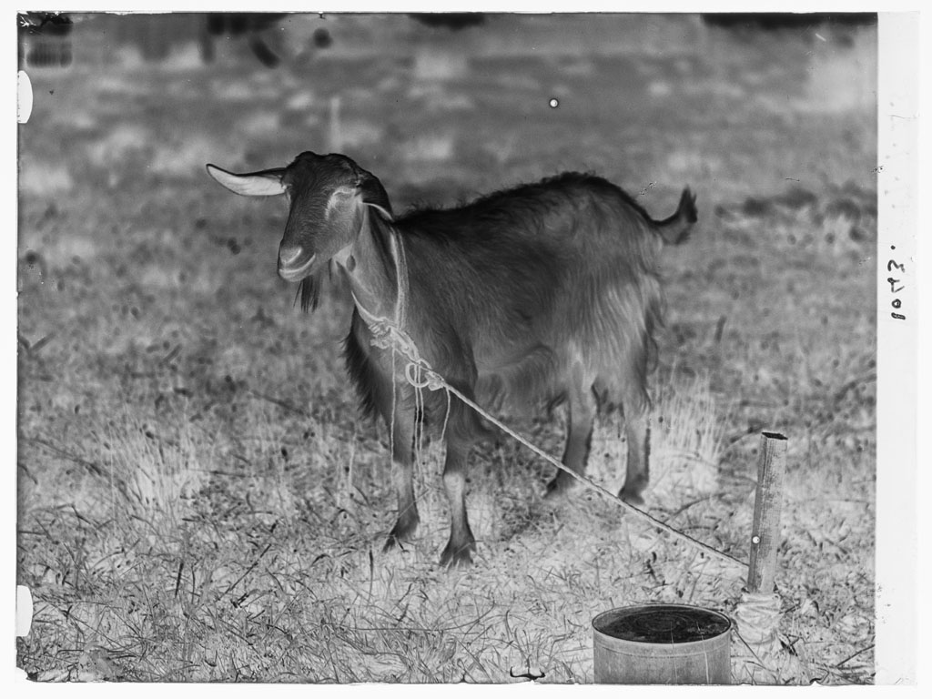 Capre (negativo) di Balocchi, Vincenzo (prima metà XX)