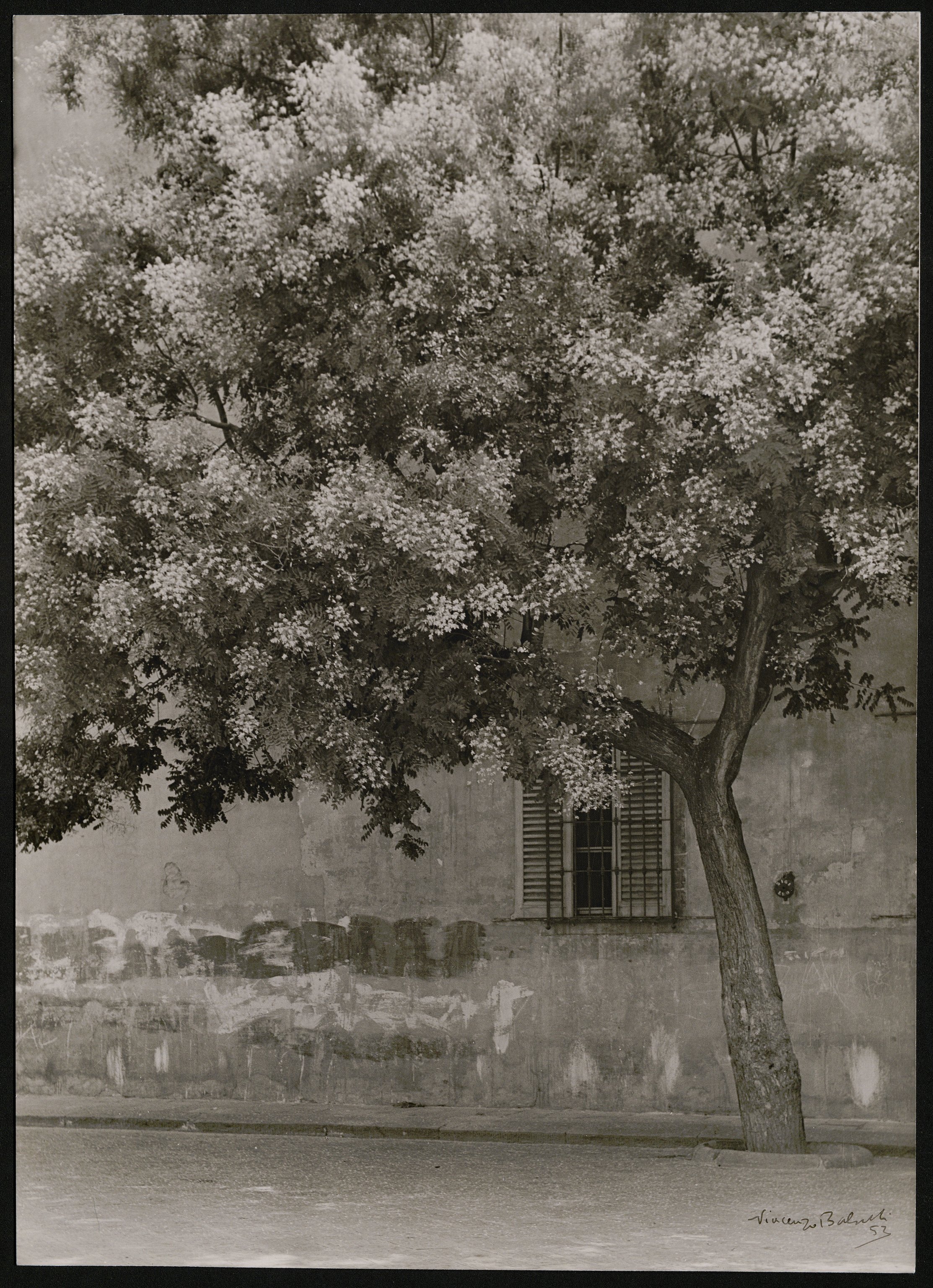 Alberi (positivo) di Balocchi, Vincenzo (XX)