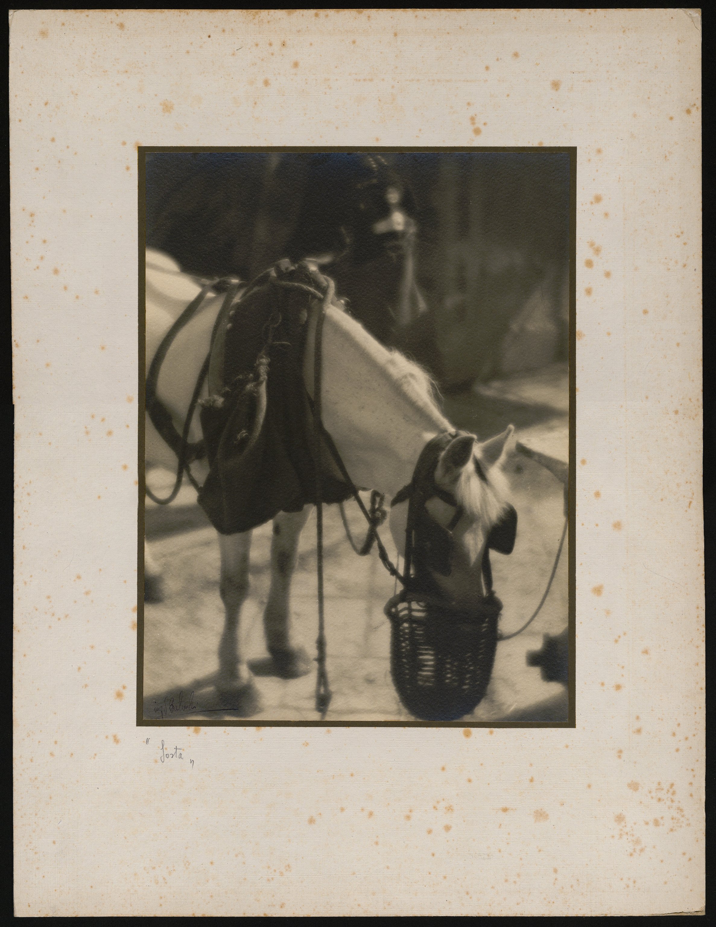 Cavalli (positivo) di Balocchi, Vincenzo (XX)