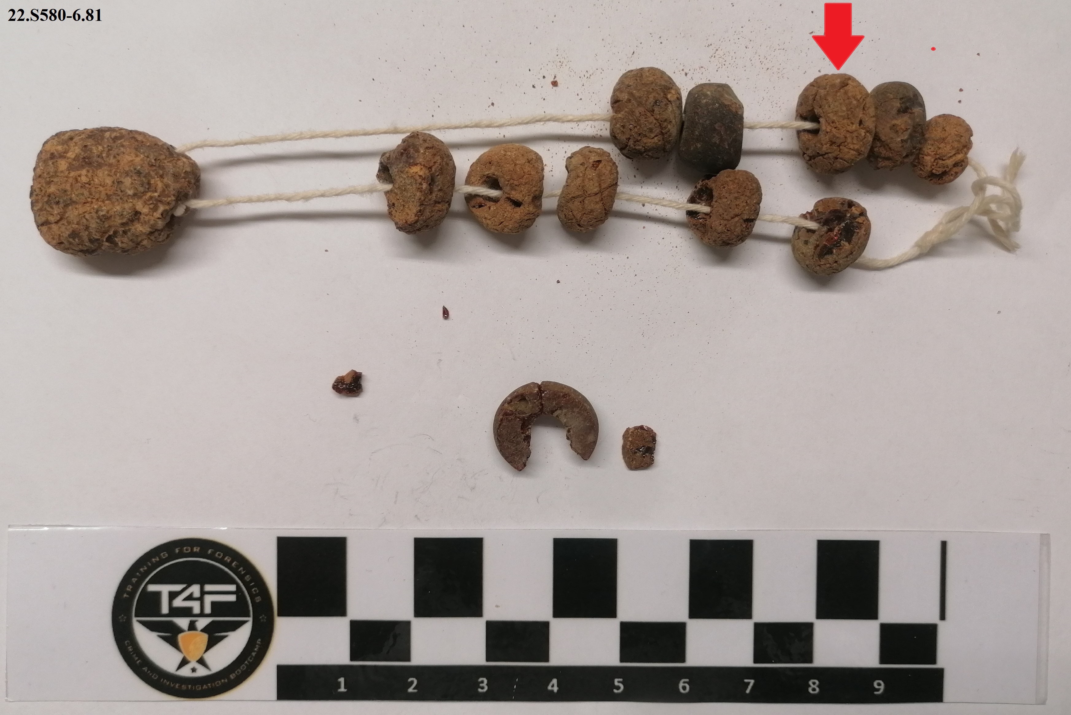 SINGOLO OGGETTO/ vago, SECOLI/ VI a.C