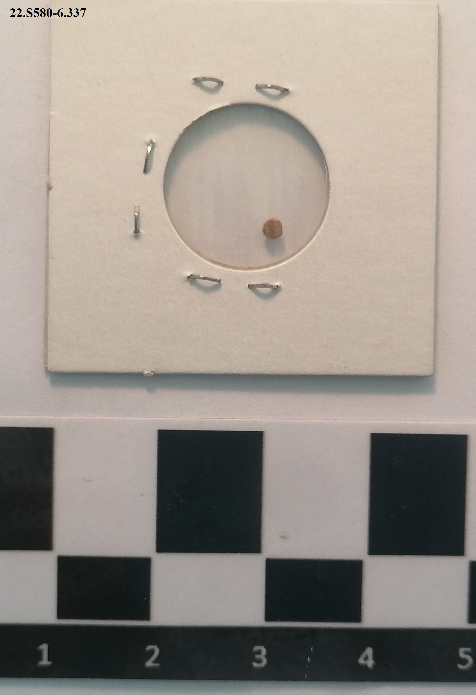 SINGOLO OGGETTO/ moneta, non determinabile