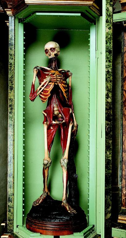 preparato anatomico, scheletro umano maschile di Lelli Ercole (e aiuti) (sec. XVIII)