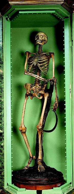 preparato anatomico, scheletro umano femminile di Lelli Ercole (e aiuti) (sec. XVIII)