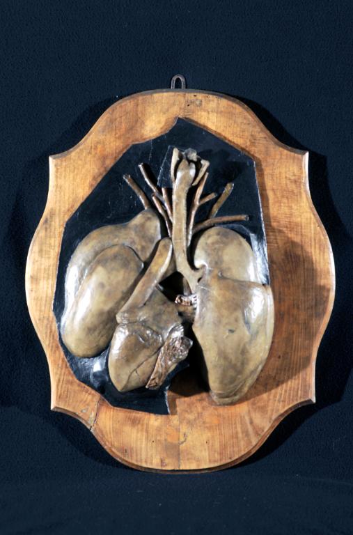 preparato anatomico, blocco cuore e polmoni visto posteriormente di Morandi Anna, Manzolini Giovanni (sec. XVIII)