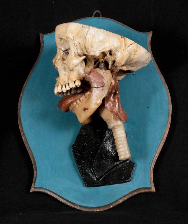 preparato anatomico, base del cranio di Morandi Anna, Manzolini Giovanni (sec. XVIII)