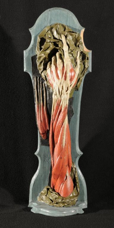 preparato anatomico, avambraccio di Morandi Anna, Manzolini Giovanni (sec. XVIII)