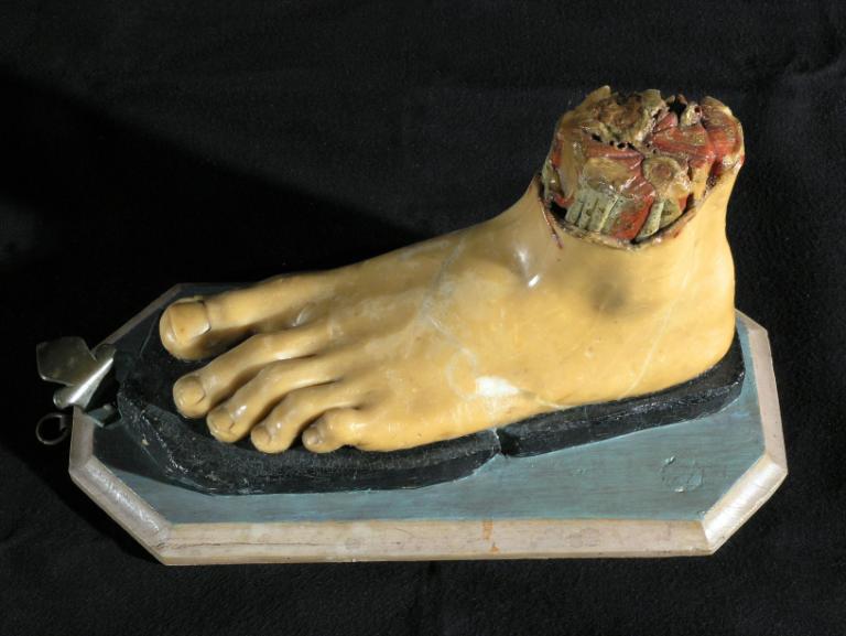 preparato anatomico, piede di Morandi Anna, Manzolini Giovanni (sec. XVIII)