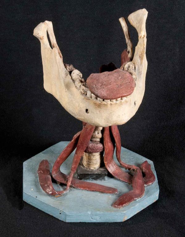 preparato anatomico, faringe, mandibola e muscoli della lingua di Morandi Anna (sec. XVIII)