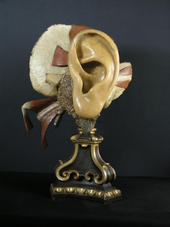 preparato anatomico, orecchio con ghiandole e muscoli di Morandi Anna (sec. XVIII)
