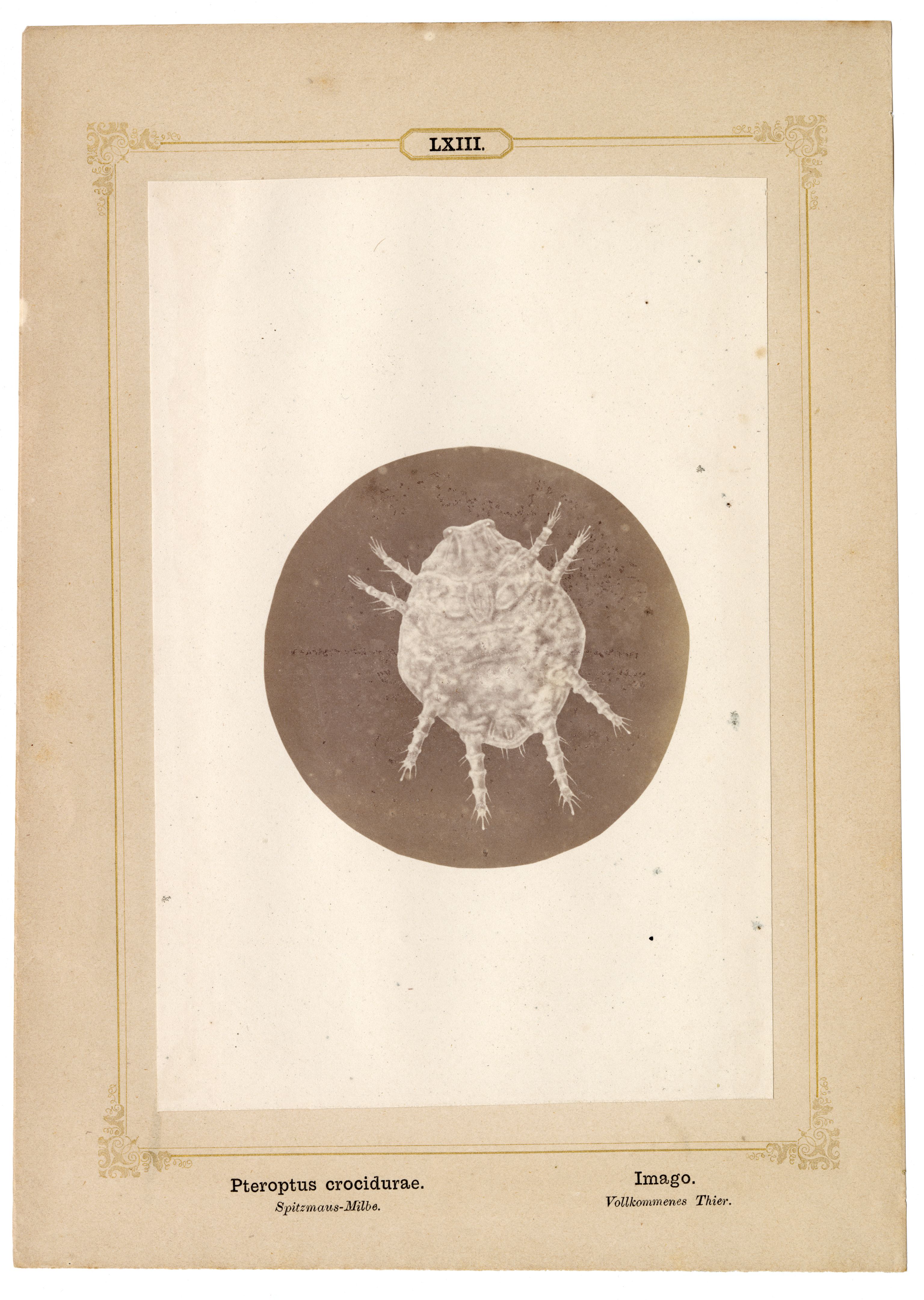 fotomicrografia - album (positivo) di Heeger, Ernst (terzo quarto XIX)