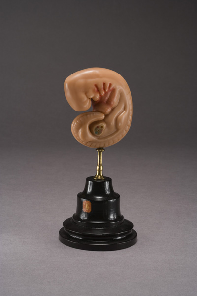 EMBRIONE DI ZIEGLER, sviluppo dell'embrione umano (modello anatomico, opera isolata) di Ziegler, Friedrich (laboratorio) (fine XIX)