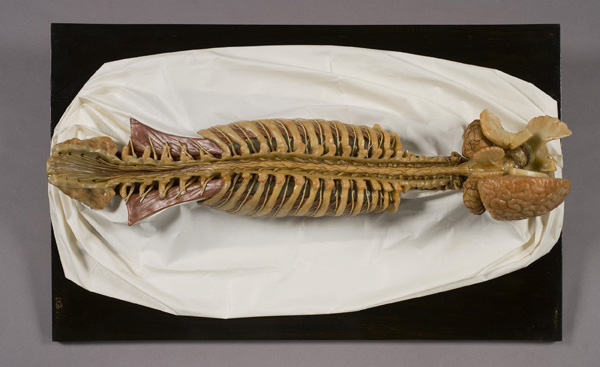 Colonna vertebrale con cervello e midollo, modello anatomico (modello anatomico, opera isolata) di Officina ceroplastica (laboratorio) - ambito fiorentino (prima metà XIX)