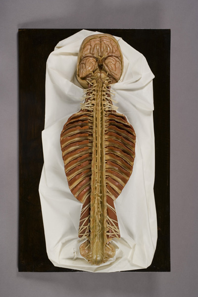 Colonna vertebrale con cervello e midollo, Modello anatomico (modello anatomico, opera isolata) di Officina ceroplastica (laboratorio) - ambito fiorentino (prima metà XIX)