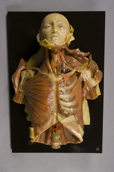 Muscolatura collo e torace, Statua splancnologica (modello anatomico, opera isolata) di Giuseppe Cantù (laboratorio) - ambito torinese (metà XIX)