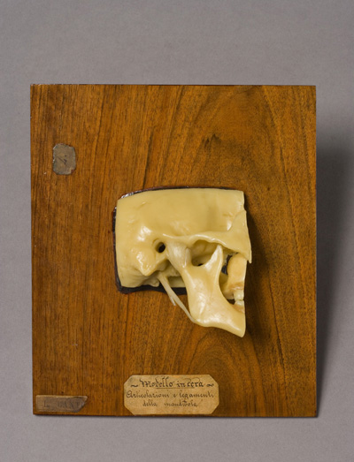 Legamento temporo-mandibolare, Articolazioni e legamenti della mandibola (modello anatomico, opera isolata) di Luigi Cantuù (laboratorio) - ambito torinese (prima metà XIX)