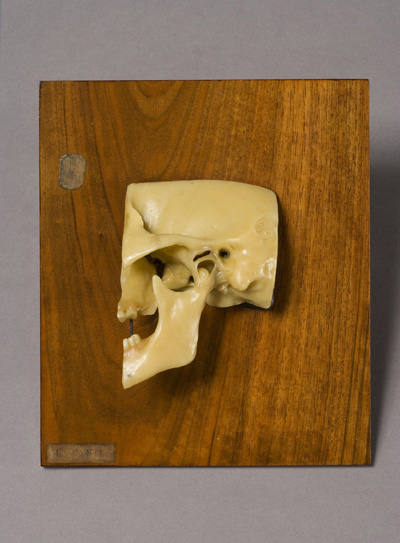 Articolazione della mandibola, Articolazioni della mandibola (modello anatomico, opera isolata) di Luigi Cantuù (laboratorio) - ambito torinese (prima metà XIX)