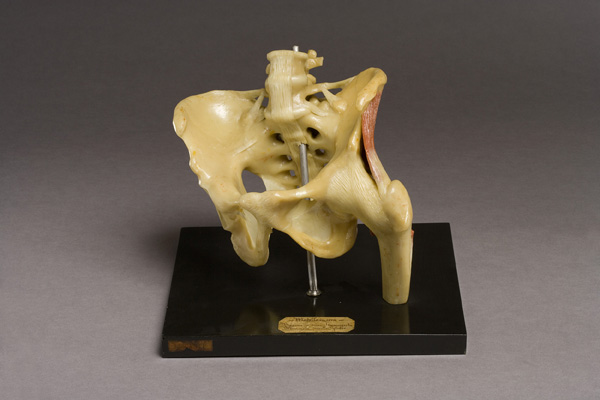 Legamenti del bacino e muscolatura del gluteo, Bacino (modello anatomico, opera isolata) di Luigi Cantuù (laboratorio) - ambito torinese (prima metà XIX)