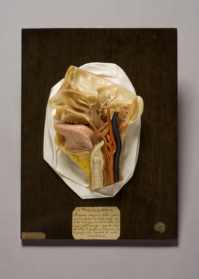 Sezione sagittale di parte della testa e del collo, Testa (modello anatomico, opera isolata) di Luigi Cantuù (laboratorio) - ambito torinese (prima metà XIX)