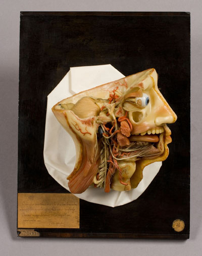 Dissezione della testa, Testa (modello anatomico, opera isolata) di Luigi Cantuù (laboratorio) - ambito torinese (prima metà XIX)