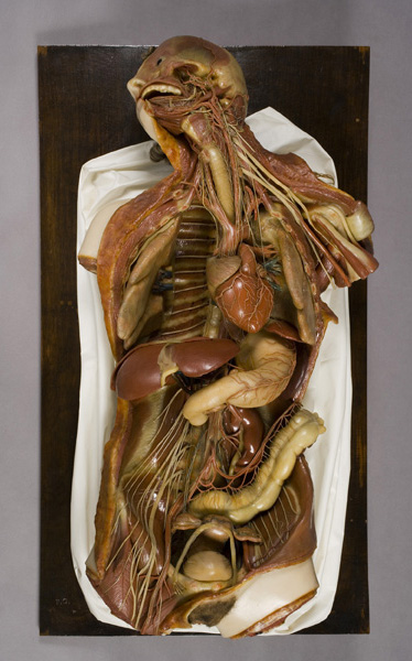 Statua splancnologica per lo studio dei nervi, Statua splancnologica (modello anatomico, opera isolata) di Calenzoli, Francesco (laboratorio) (prima metà XIX)