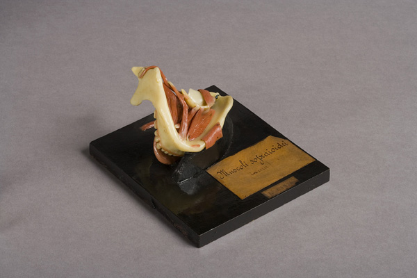Muscolatura della mandibola, Testa (modello anatomico, opera isolata) di Luigi Cantuù (laboratorio) - ambito torinese (prima metà XIX)