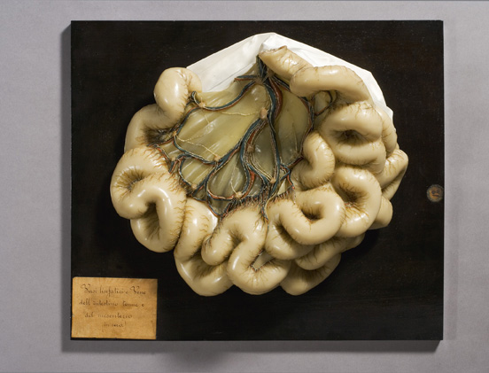 Intestino tenue mesenteriale, Modello anatomico (modello anatomico, opera isolata) di Anonimo (XIX)