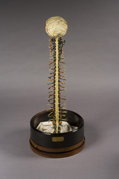 Encefalo, midollo spinale e colonna vertebrale, Modello anatomico (modello anatomico, opera isolata) di Anonimo (laboratorio) - ambito fiorentino (XIX)
