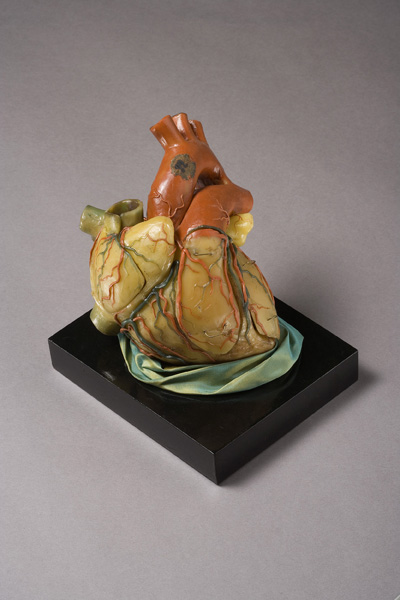 Cuore con le cavità aperte, Modello anatomico (modello anatomico, opera isolata) di Anonimo (laboratorio) - ambito napoletano (XIX)
