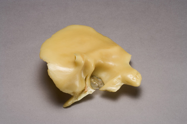 Osso temporale, ossicini dell'orecchio e membrana del timpano, Ossa del cranio (modello anatomico, opera isolata) di Anonimo (XIX)