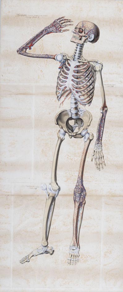 Mascagni. CORPORIS HUMANI, FACIE ADVERSA. Sceletus Tabula I, Soggetto anatomico (stampa composita) di Mascagni, Paolo (attribuito), Serantoni, Antonio (attribuito) (XIX)