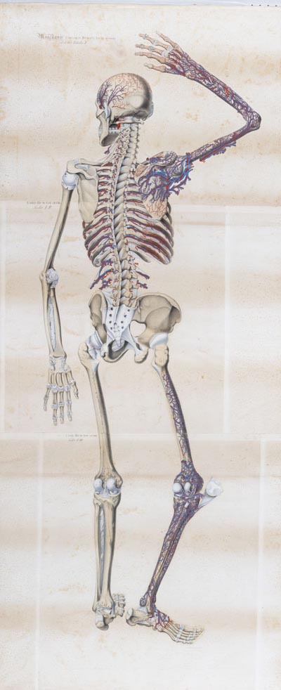 Mascagni. CORPORIS HUMANI, FACIE AVERSA. Sceletus Tabula I, Soggetto anatomico (stampa composita) di Mascagni, Paolo (attribuito), Serantoni, Antonio (attribuito) (XIX)