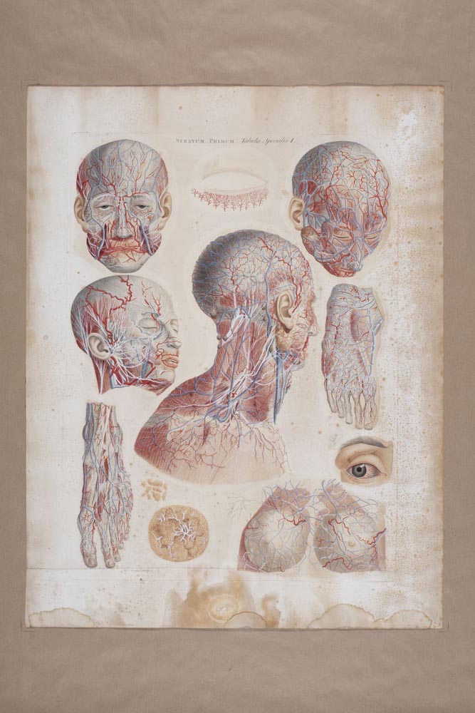 Mascagni, Stratum Primum, Tabula specialis I, Soggetto anatomico (stampa) di Mascagni, Paolo (attribuito), Serantoni, Antonio (attribuito) (XIX)
