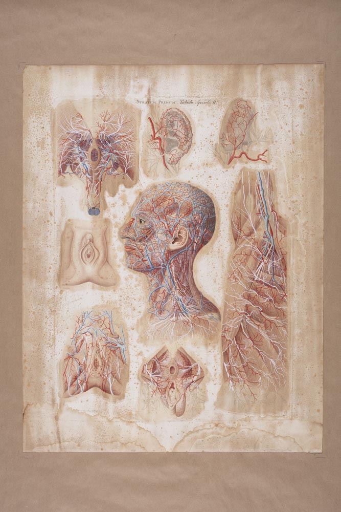 Mascagni, Stratum Primum, Tabula specialis II, Soggetto anatomico (stampa) di Mascagni, Paolo (attribuito), Serantoni, Antonio (attribuito) (XIX)