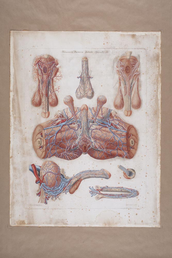 Mascagni, Stratum Primum, Tabula specialis III, Soggetto anatomico (stampa) di Mascagni, Paolo (attribuito), Serantoni, Antonio (attribuito) (XIX)