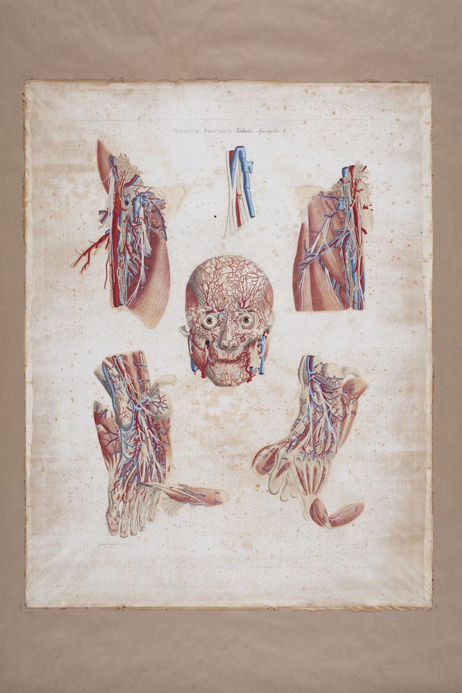 Mascagni, Stratum Secundum, Tabula specialis I, Soggetto anatomico (stampa) di Mascagni, Paolo (attribuito), Serantoni, Antonio (attribuito) (XIX)