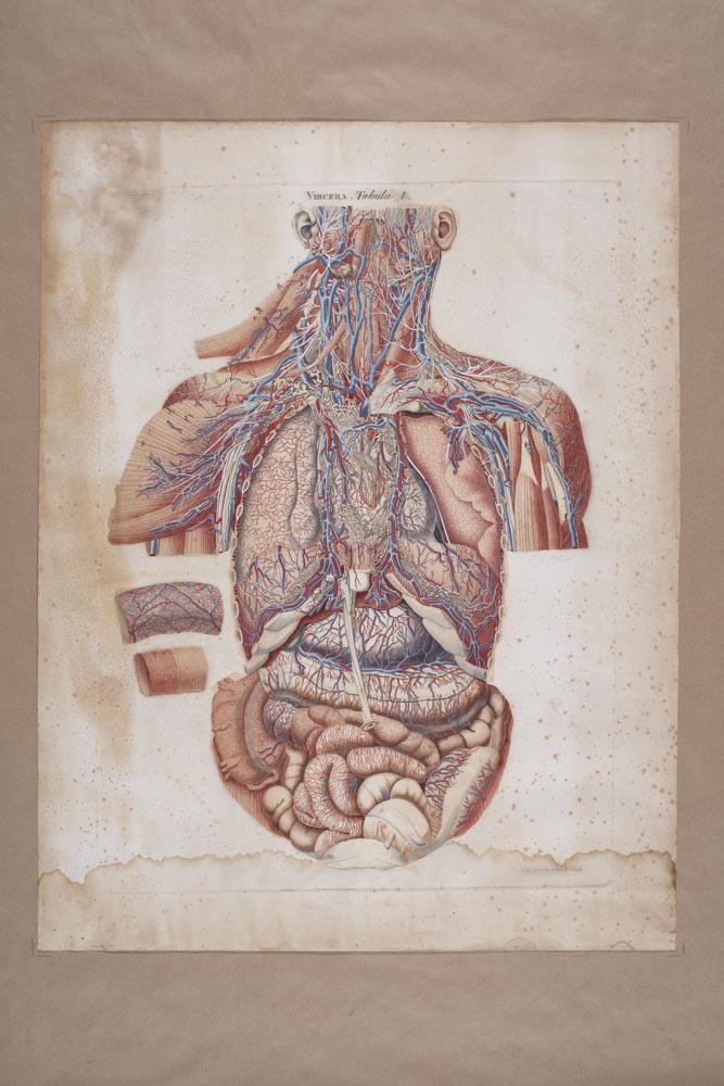 Mascagnii, Viscera Tabula I, Soggetto anatomico (stampa composita) di Mascagni, Paolo (attribuito), Serantoni, Antonio (attribuito) (XIX)