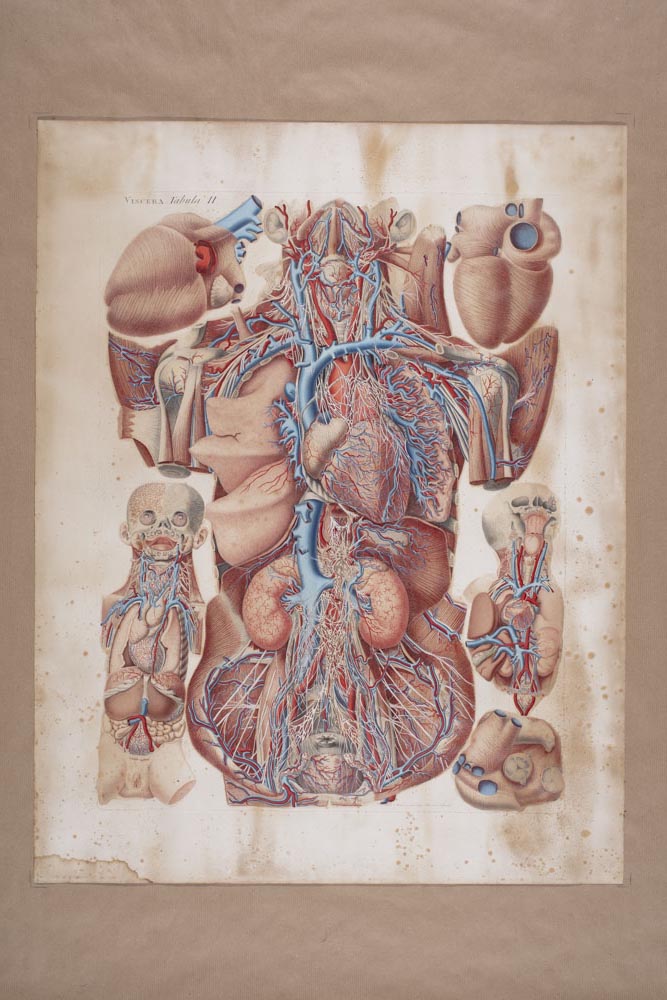 Mascagnii, Viscera Tabula II, Soggetto anatomico (stampa composita) di Mascagni, Paolo (attribuito), Serantoni, Antonio (attribuito) (XIX)
