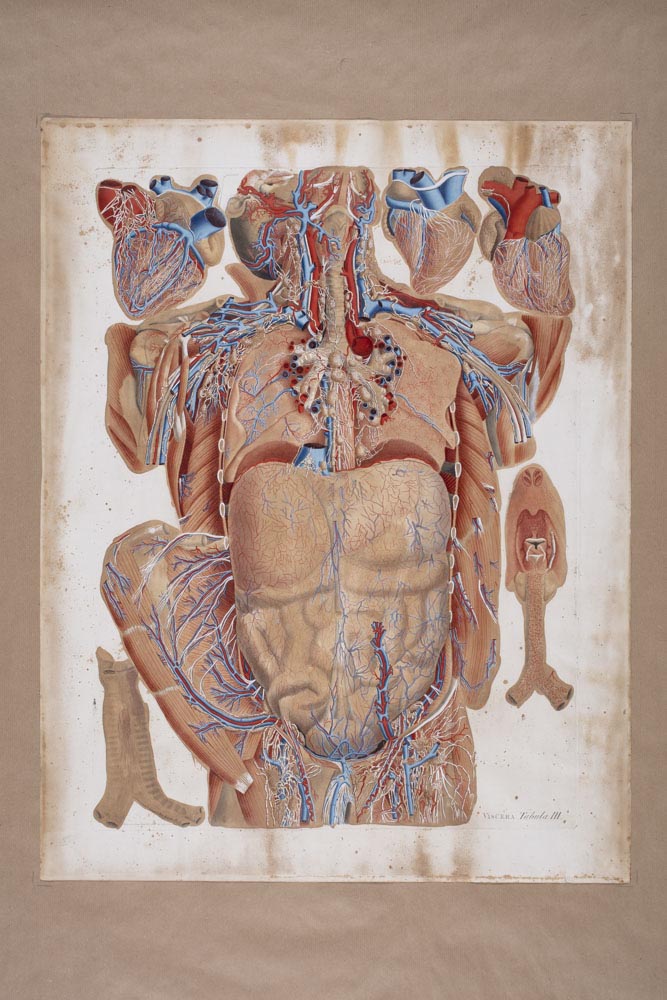 Mascagnii, Viscera Tabula III, Soggetto anatomico (stampa composita) di Mascagni, Paolo (attribuito), Serantoni, Antonio (attribuito) (XIX)