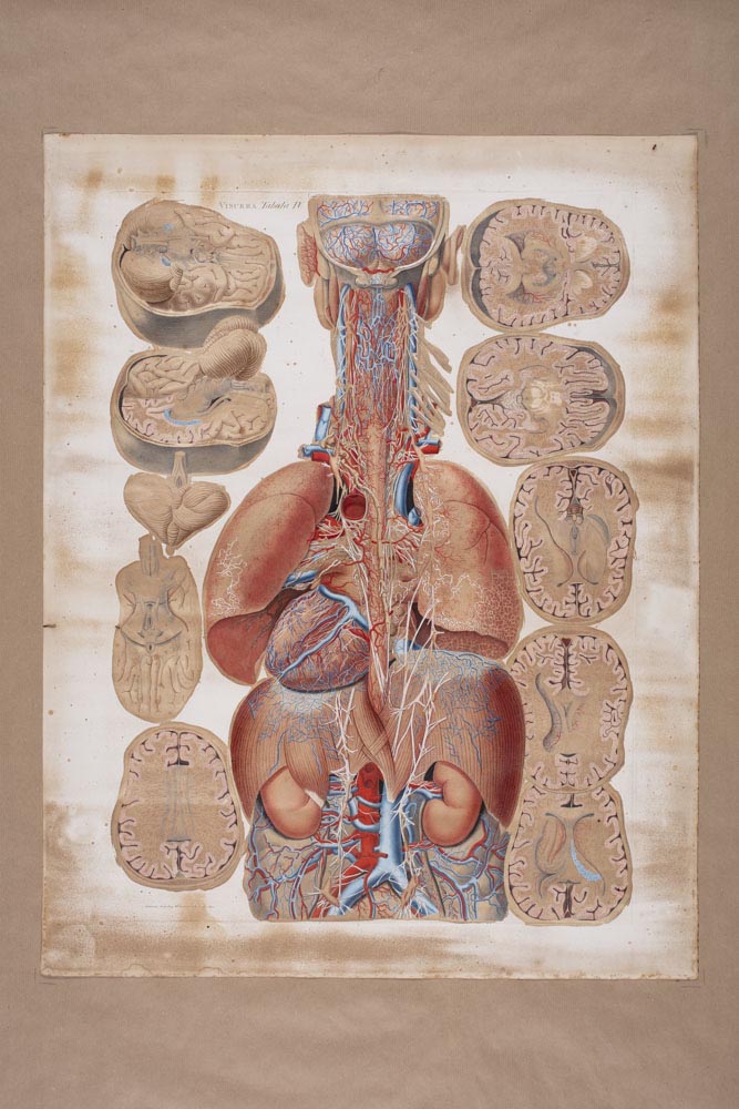 Mascagnii, Viscera Tabula IV, Soggetto anatomico (stampa composita) di Mascagni, Paolo (attribuito), Serantoni, Antonio (attribuito) (XIX)