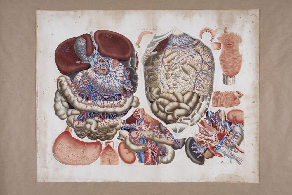 Mascagnii, Viscera Tabula V, Soggetto anatomico (stampa composita) di Mascagni, Paolo (attribuito), Serantoni, Antonio (attribuito) (XIX)